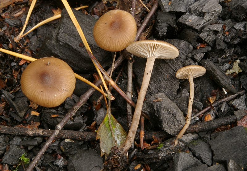 Tephrocybe anthracophila